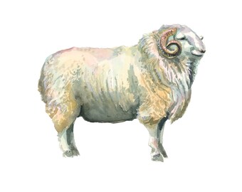 Regal Sheep Art, Small Watercolor Painting, Farmhouse Decor