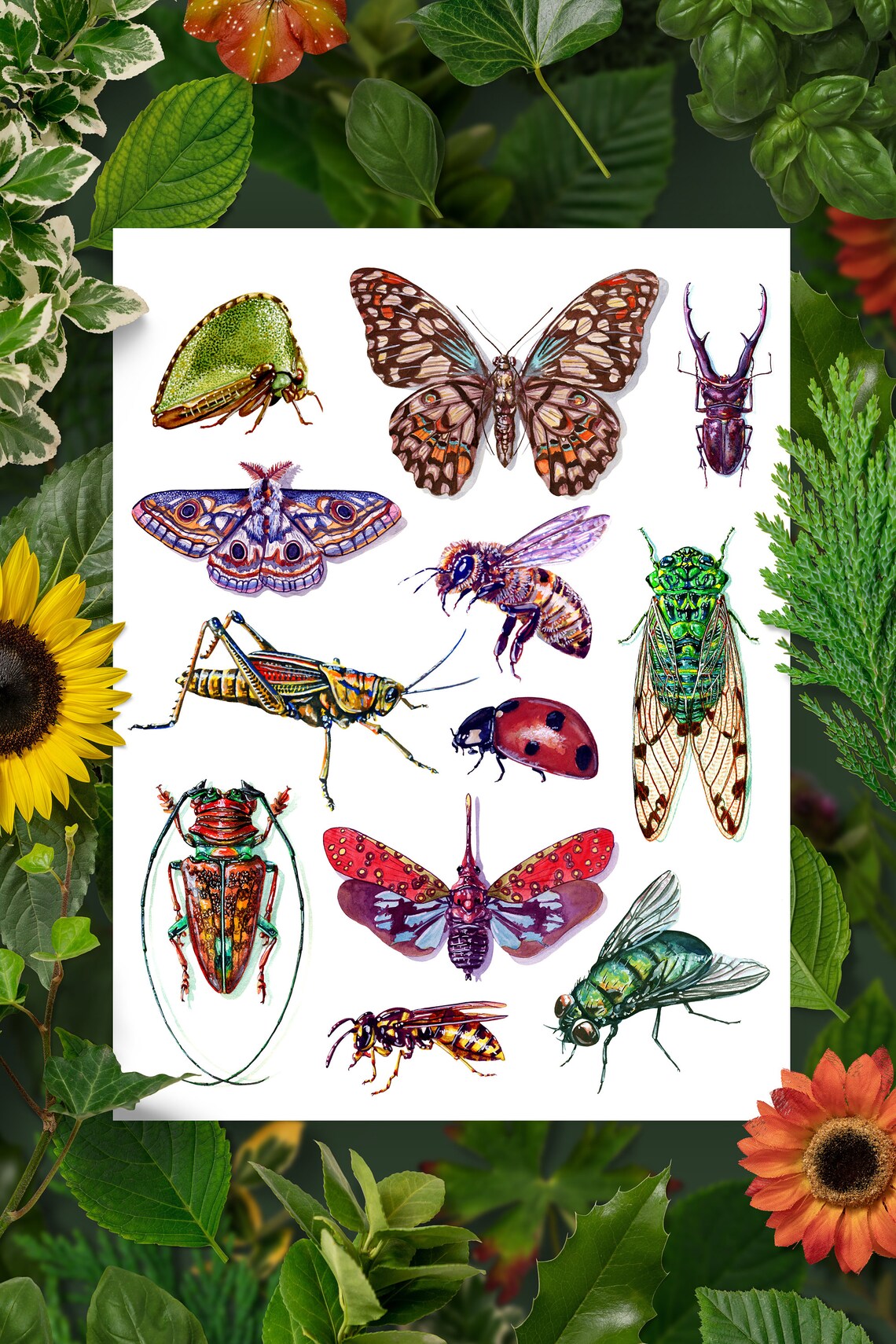 Insects Poster 1 | Etsy
