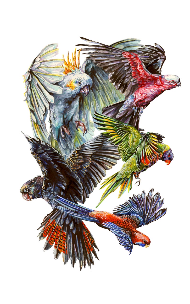 Australian Birds Standard Postcard