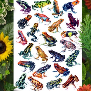 Colorful Frog Wall Art, White Background, Dart Frog Poster