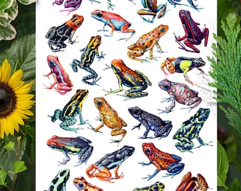 Bunter Frosch-Wand-Kunst, weißer Hintergrund, Pfeil-Frosch-Plakat