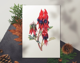 Stunning Watercolor Print of Sturt's Desert Pea Flower - Australian Botanical Art