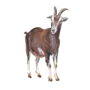 Small Watercolor Goat Painting - Captivating Nature Artwork, Farmhouse Decor
