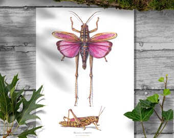 Graceful Grasshopper Watercolor Print - Scientific Home Decor