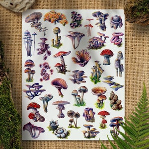 Mushroom Collection Art Print, Science Poster