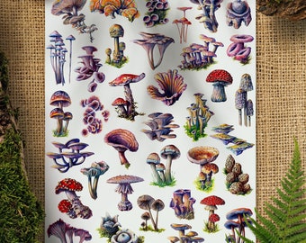 Mushroom Collection Art Print, Science Poster