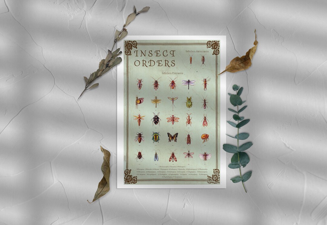 Insect Orders Poster, Science Art - Etsy