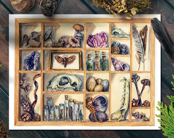 Lámina de colección de museo, cuadro sobre gabinete de curiosidades, póster sobre gabinete de curiosidades