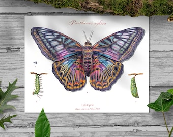 Vibrant Watercolor Butterfly Print – Science Illustration Art