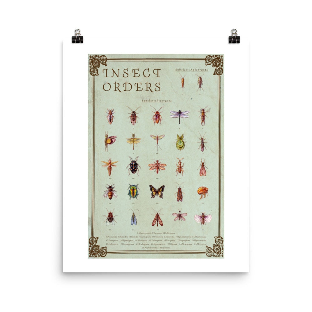 Insect Orders Poster, Science Art - Etsy