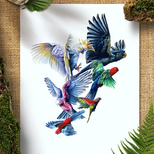 Parrots Art Print, Australia Decor