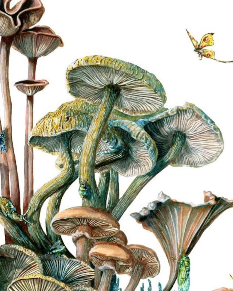 The Last of Us A Mushroom World Art Print and Fungi Gift Etsy