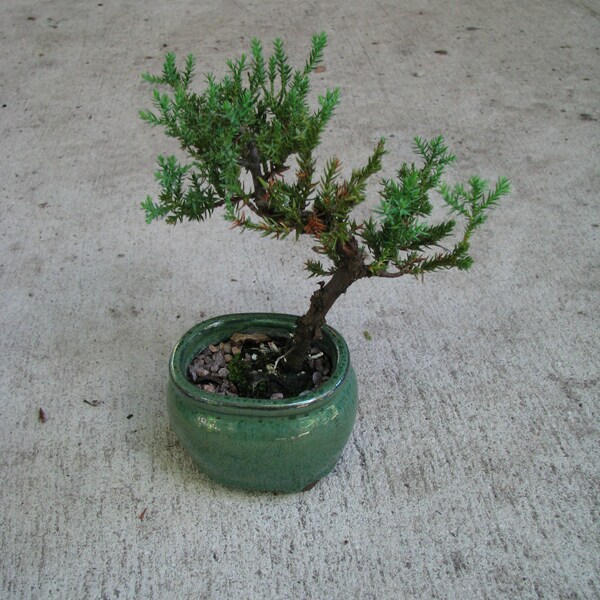Bonsai Tree in an oval ceramic pot  -Juniper procumbens 'nana'
