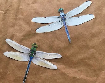 Wall Art Décor 2 Dragonfly Stickers - Insect Decal - Bug Collection Laptop Sticker - Decal