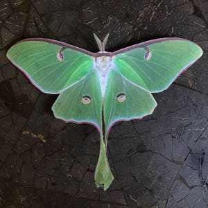 Luna Moth Etsy