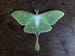 Wall Art Decor Luna Moth Sticker - Insect Decal - Bug Collection Laptop Sticker - Luna Moth Decal 