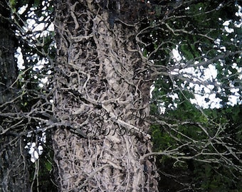Fotografía de árbol nudoso espeluznante