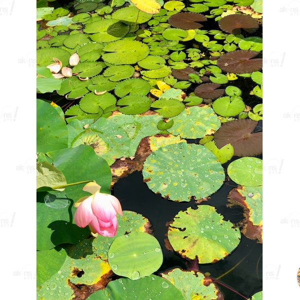 Waterlilies Photographie, photo rose de fleur de waterlily, feuilles vertes réflexion belle nature florale décor mur art téléchargement numérique