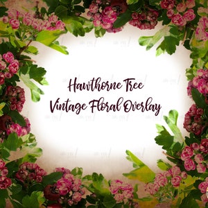 May include: A vintage floral overlay featuring a wreath of pink hawthorn blossoms and green leaves on a textured background. The text "Hawthorne Tree Vintage Floral Overlay" is in the center of the wreath.