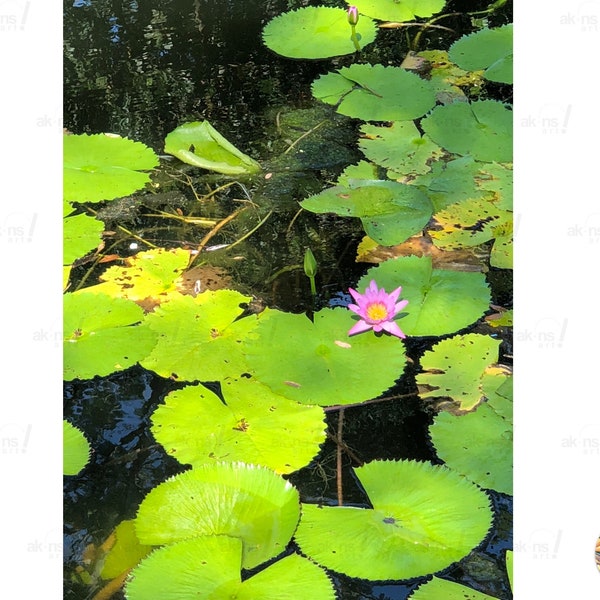 Waterlilies Photographie, photo de fleur violette de waterlily, feuilles vertes réflexion belle nature florale décor mur art téléchargement numérique