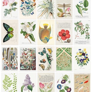 Postcard Set, 20 Vintage Botanical Designs, Natural History Postcards, Postcrossing, Penpal or Junk Journal Supplies image 2