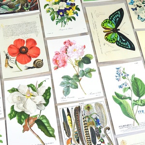Postcard Set, 20 Vintage Botanical Designs, Natural History Postcards, Postcrossing, Penpal or Junk Journal Supplies