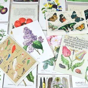 Postcard Set, 20 Vintage Botanical Designs, Natural History Postcards, Postcrossing, Penpal or Junk Journal Supplies image 4