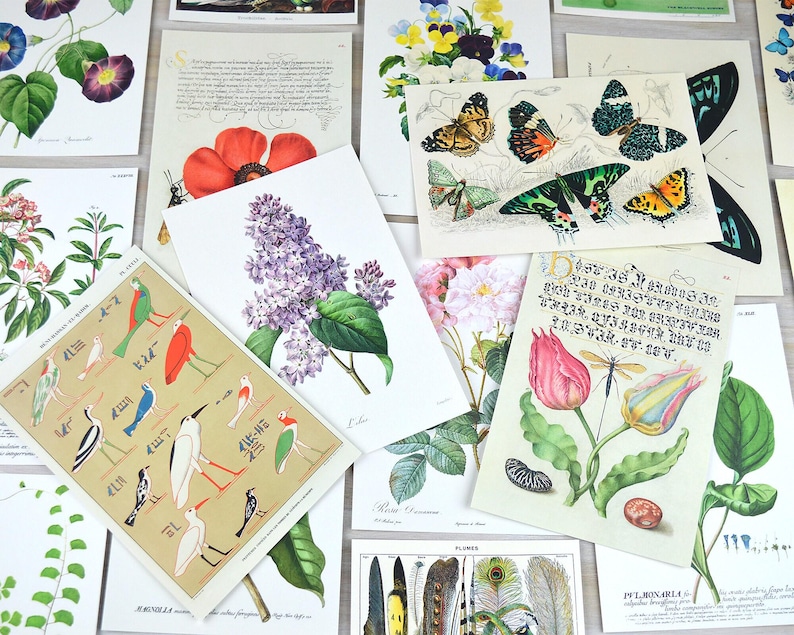 Postcard Set, 20 Vintage Botanical Designs, Natural History Postcards, Postcrossing, Penpal or Junk Journal Supplies image 4