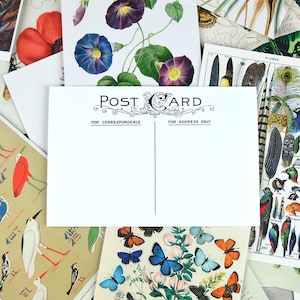 Postcard Set, 20 Vintage Botanical Designs, Natural History Postcards, Postcrossing, Penpal or Junk Journal Supplies image 3