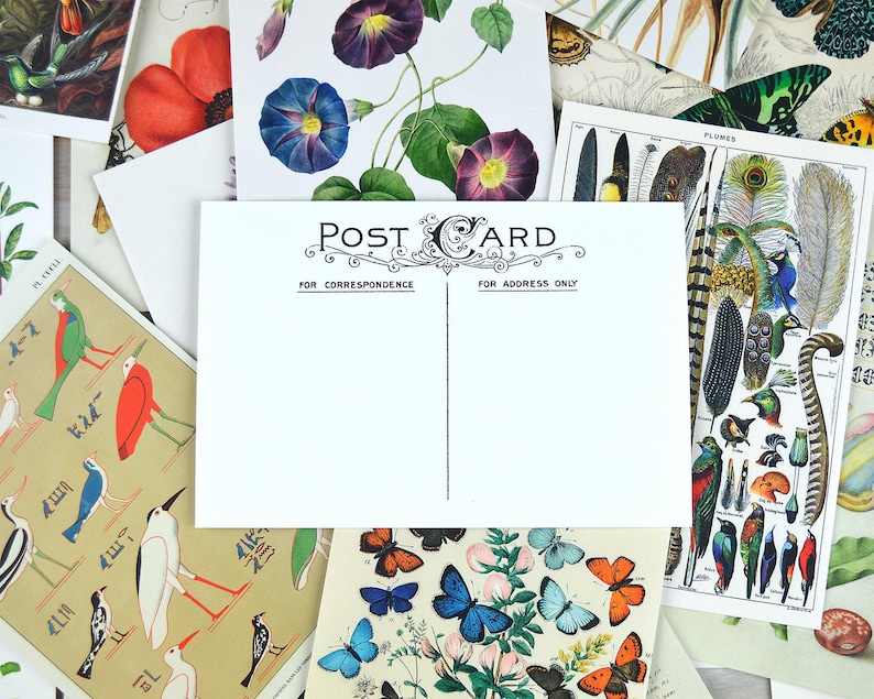 Postcard Set, 20 Vintage Botanical Designs, Natural History Postcards, Postcrossing, Penpal or Junk Journal Supplies image 3