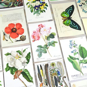 Postcard Set, 20 Vintage Botanical Designs, Natural History Postcards, Postcrossing, Penpal or Junk Journal Supplies image 1