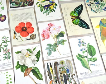 Postcard Set, 20 Vintage Botanical Designs, Natural History Postcards, Postcrossing, Penpal or Junk Journal Supplies