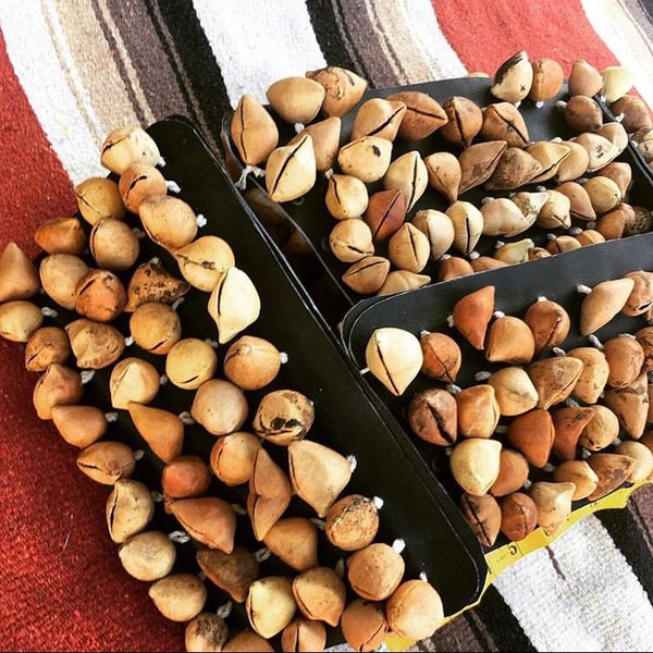 Hueseras Chachayotes Ayoyotes ayotl, maat medium