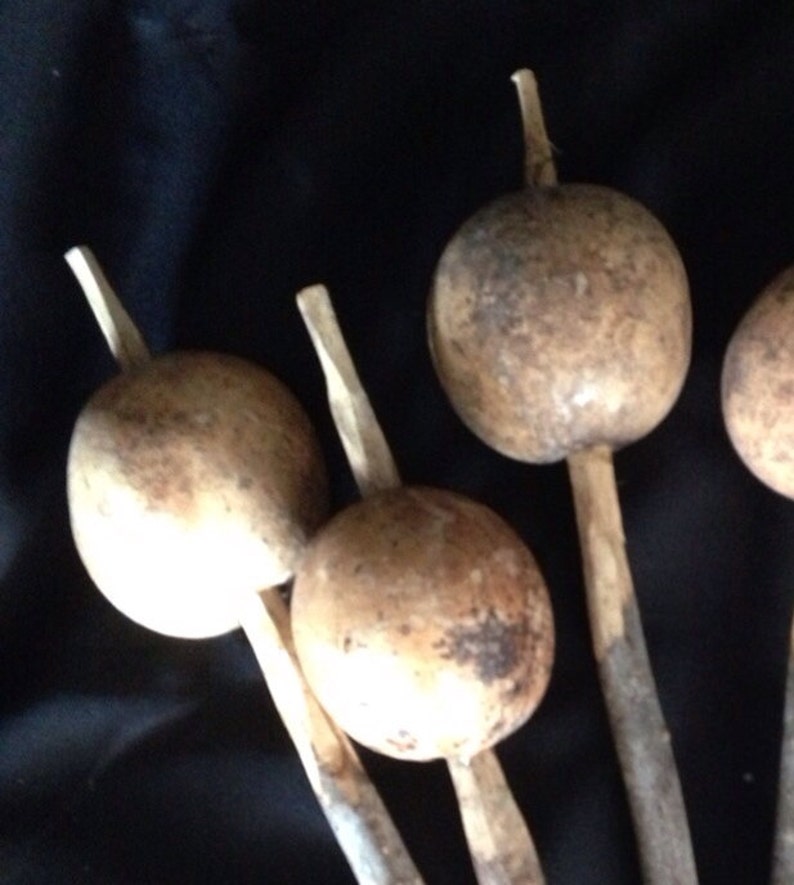 Gourd Rattle Native Ayacaxtli Mexica Etsy