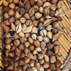 May include: A close-up of a collection of brown seed pods arranged in a pattern on a black surface. The seed pods are arranged in a circular pattern, with the tips of the pods pointing outwards.