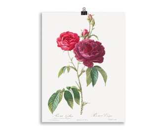 Rose Flower Art Print, Purple French Rose, Rose Botanical Art Print, Flower Print, Redoute, red, pink, Rosa gallica purpuro-violacea magna