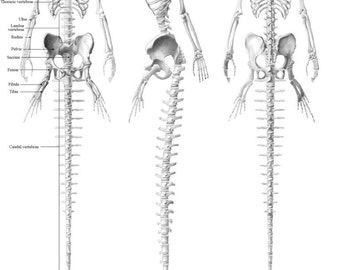 Mermaid anatomy - skeleton (English)