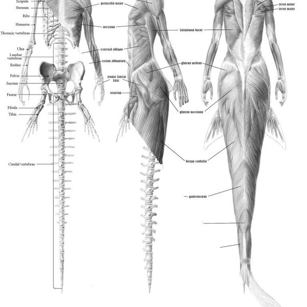 Mermaid anatomy bundle - skeleton (English) & musculature