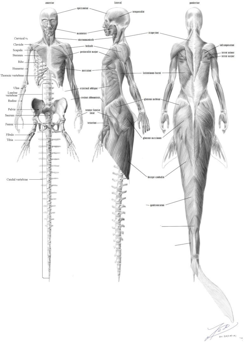 Download Mermaid anatomy bundle skeleton English & musculature | Etsy