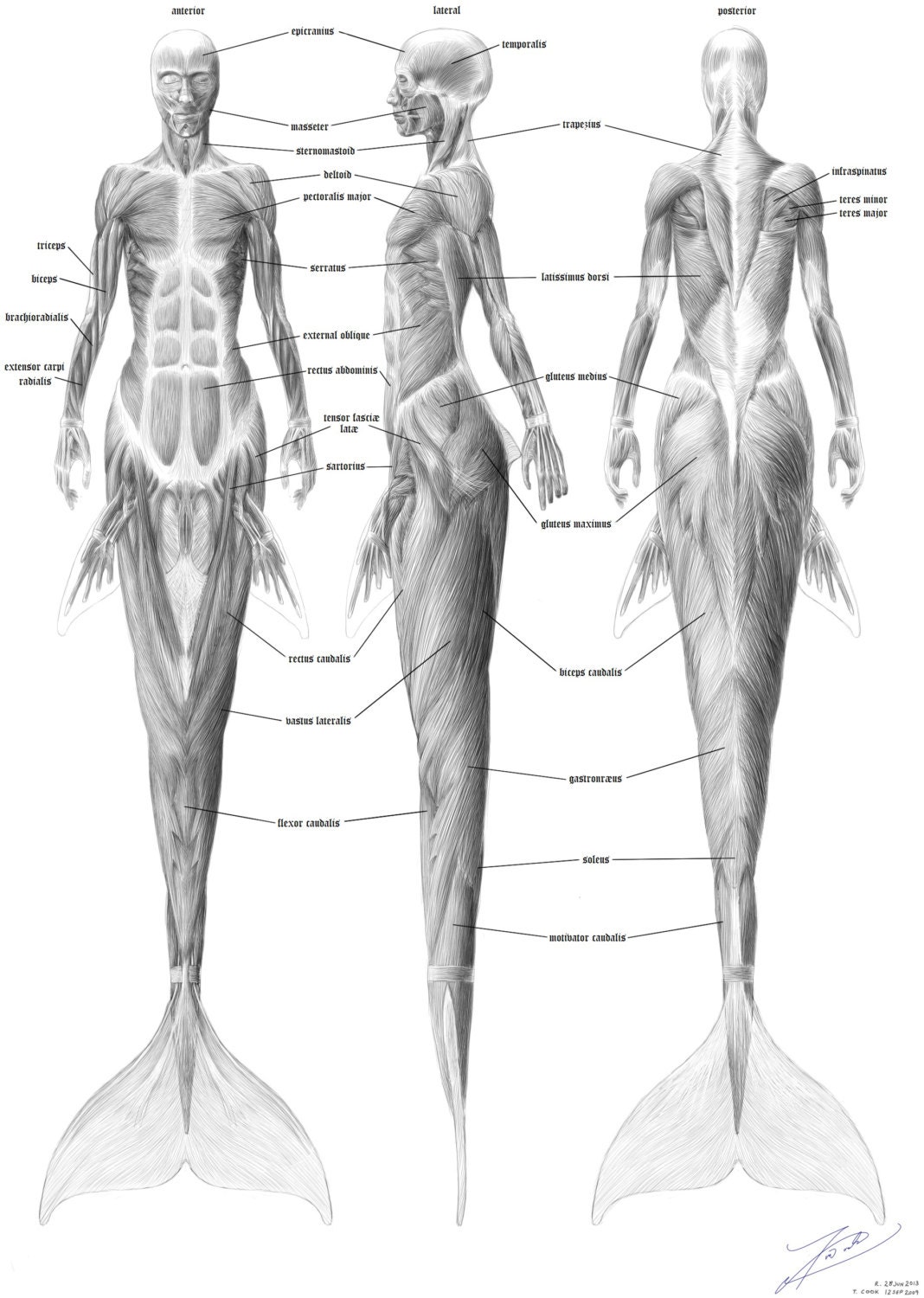 Mermaid Tail Anatomy mermaid-tail-anatomy