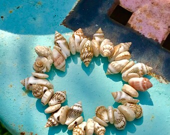 Mermaid Bracelet Natural Tulip Sea Shell and Conch Sea Shell Beaded Bracelet Mermaid Beach Bracelet Fun Beach Bead Stretch Summer Jewelry