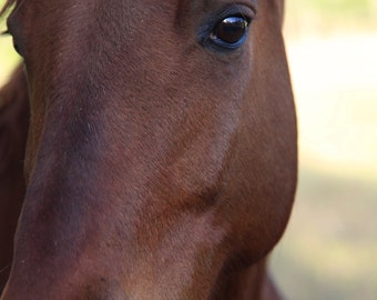 Sexy  Eyes …. brown horse with  with love in his eyes  ….. photo of a beautiful horse on a ranch by Durango Colorado
