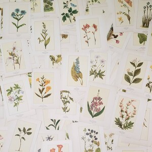 Vintage Flower Image Plates - 10 pieces
