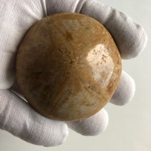 May include: A tan-colored sand dollar, held in a white gloved hand. The sand dollar has a circular shape with a star-like pattern in the center. The surface has a smooth, polished appearance.
