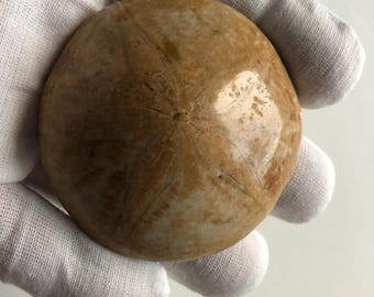 Polished Fossil Sand Dollar, Echinoid, Sea Urchin Test.