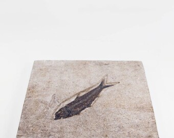 大型化！5000万年前のナイティア魚の化石 ワイオミング州産 785グラム