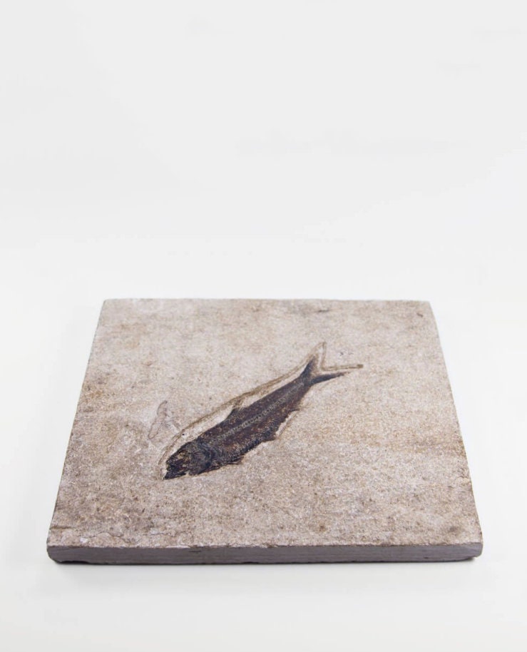 化石魚 ナイティア属 ワイオミング州（アメリカ） サイズ：200 mm