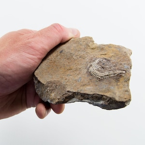 Könnte beinhalten: Eine Hand hält ein Stück braunen Felsens mit einem versteinerten Abdruck eines Meeresbewohners. Das Fossil ist hellbeige und hat ein segmentiertes, wurmartiges Aussehen. Der Felsen hat eine raue, strukturierte Oberfläche.
