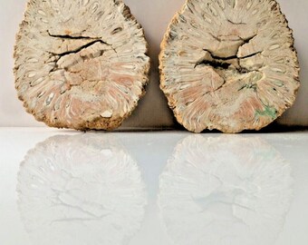 Fossil Fir Cone, Araucaria, Jurassic Plant