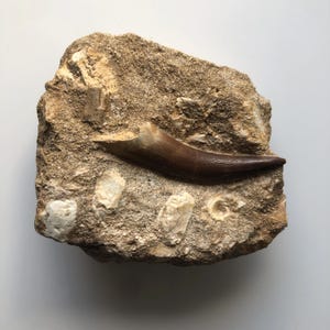 Large Plesiosaur Tooth Authentic Fossil Matrix Deposit